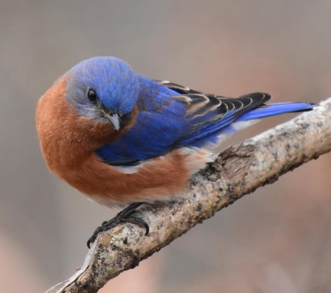 Getting Started with Bluebirds