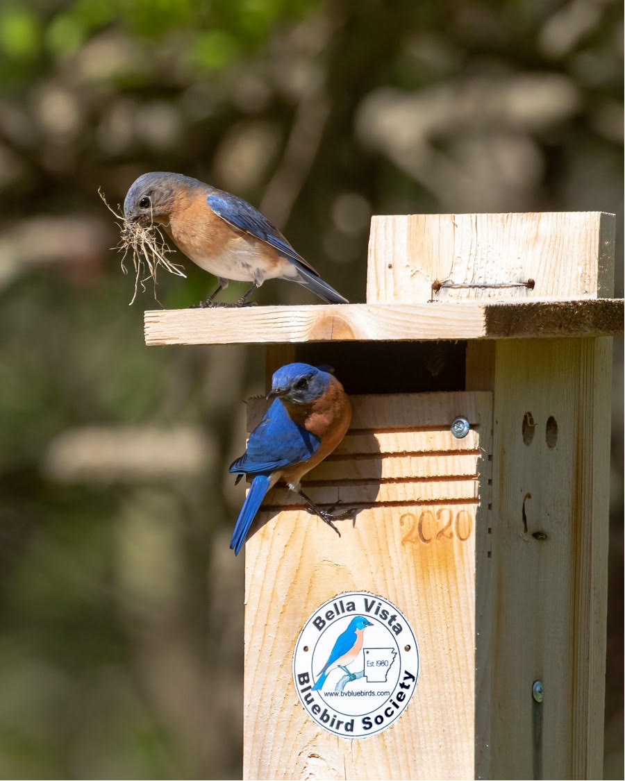 BVBBS Bluebird Nest Box